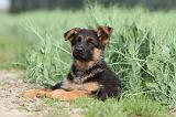BERGER ALLEMAND 755